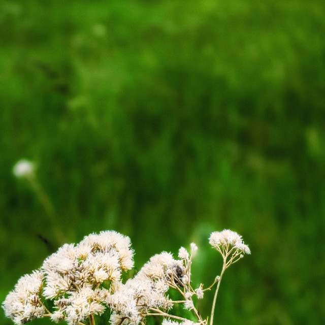 "Rolling fields" by MLLL Photography - $11.41 "Rolling fields" stock image