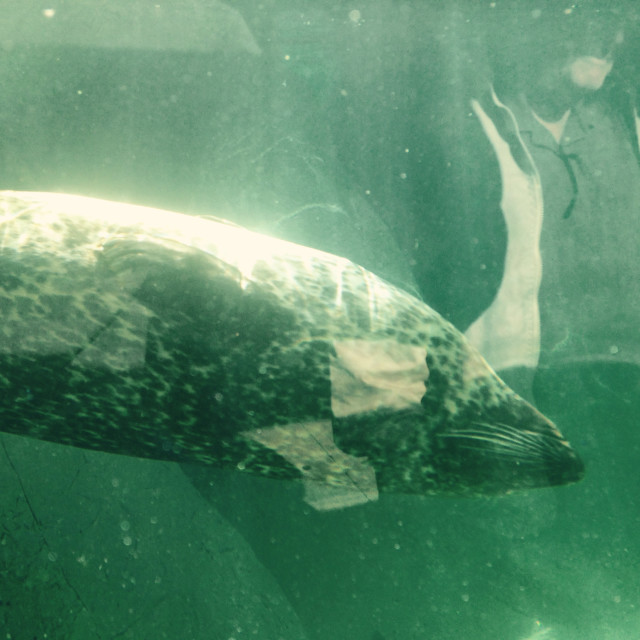 "Sea Lion underwater" stock image