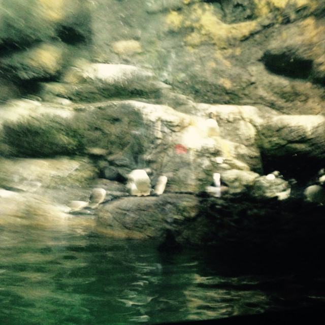 "Puffins coming out of the water" stock image