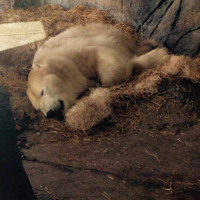 "Polar Bear napping" stock image