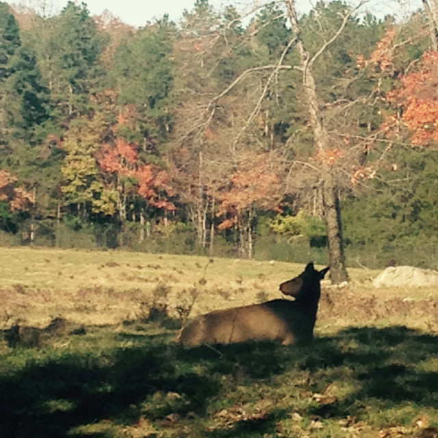 "A North American deer" stock image