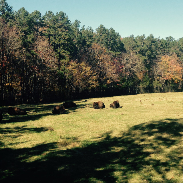 "Two American Bison chillin #2" stock image