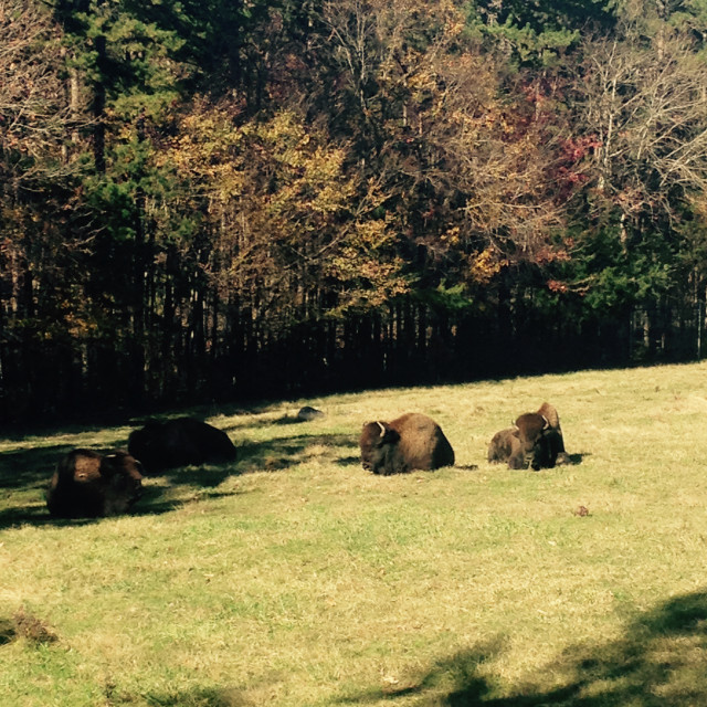 "Two American Bison chillin" stock image