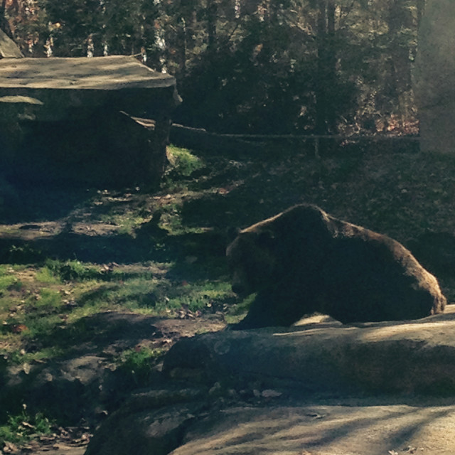 "A North American Bear chillin out" stock image