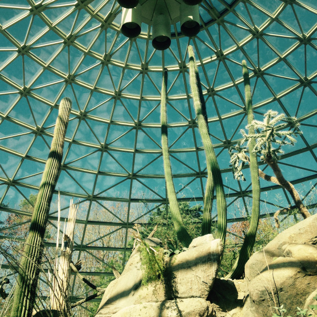 "Cactus inside Glass Dome" stock image