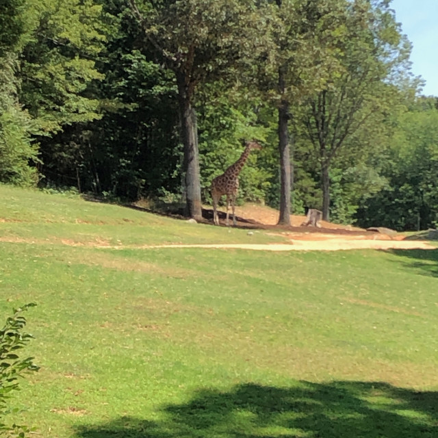 "Giraffe in the distance" stock image