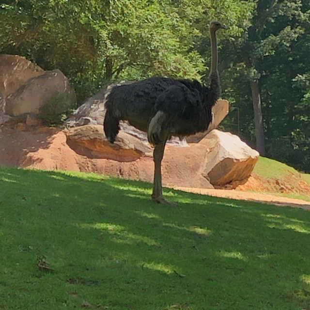 "Close up of Emu" stock image