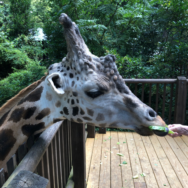 "Feeding a Giraffe" stock image