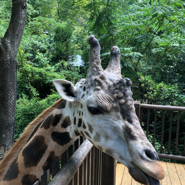 "Close Up of Giraffe" by Aaron M Thompson PHOTO - $22.81 "Close Up of Giraffe" stock image
