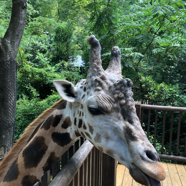 "Close Up of Giraffe" stock image