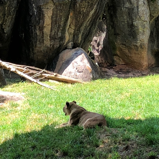 "Lioness chillin" stock image