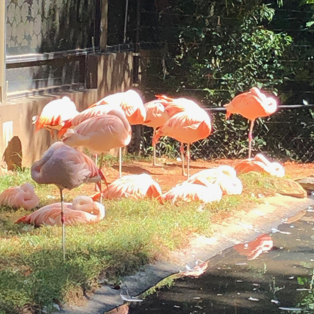 "Flamingos at the Bird exhibit" by Aaron M Thompson PHOTO - $22.81 "Flamingos at the Bird exhibit" stock image