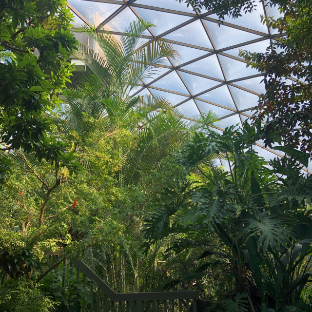 "Looking up at the dome with Tropical birds flying around" stock image