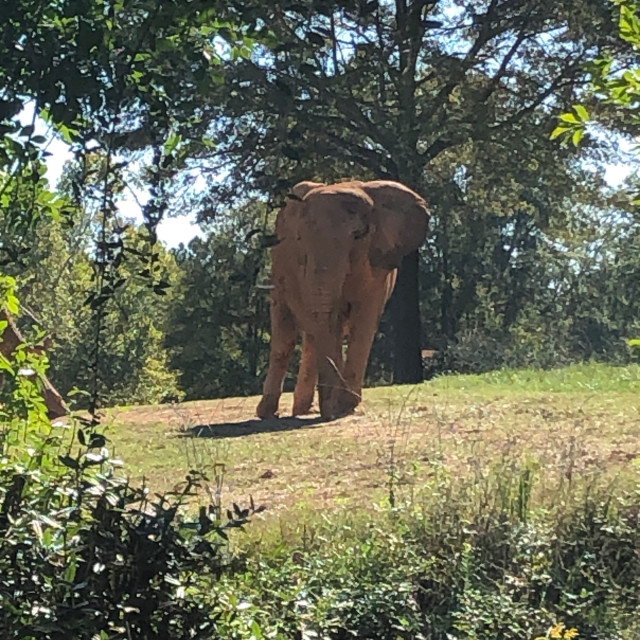 "Elephant in African habitat" stock image