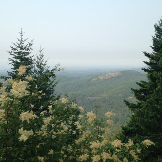 "Hurricane Ridge blooms" stock image