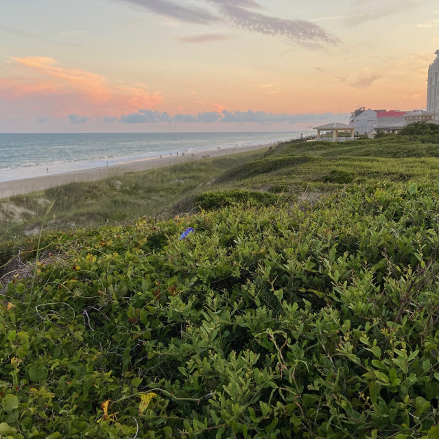 "Sunset green" stock image