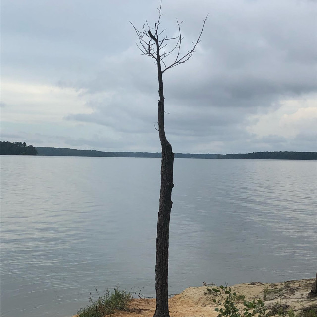 "Jordan Lake Tree" stock image