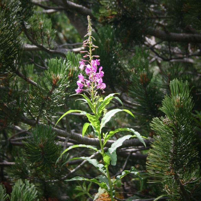 "Alpine fireweed" by Nature2Cool Photography - $12.20 "Alpine fireweed" stock image