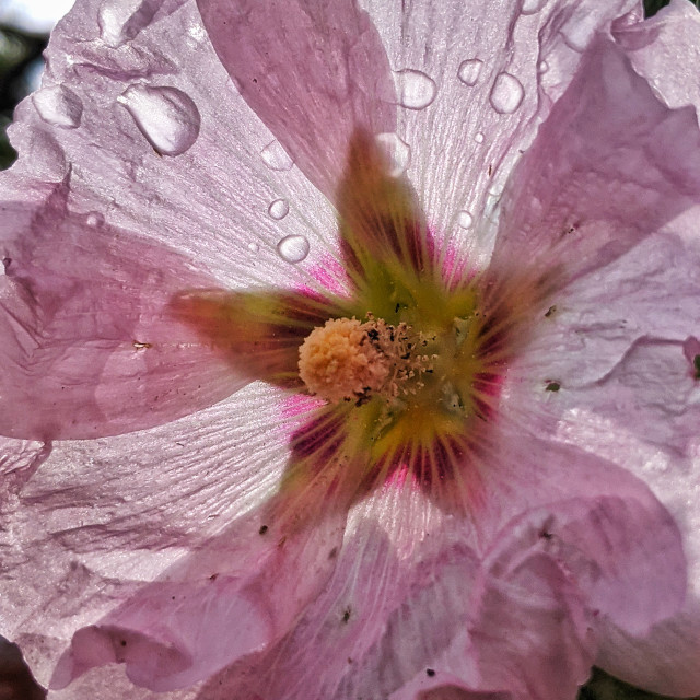 "Gladiolus after rain" by MLLL Photography - $15.21 "Gladiolus after rain" stock image