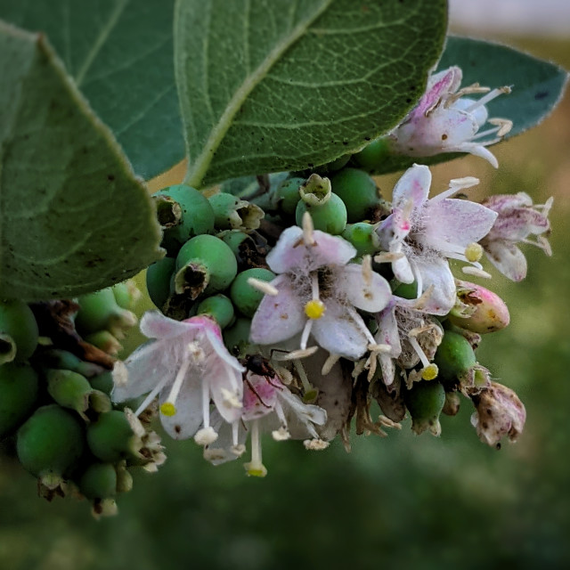 "Snowberries" by MLLL Photography - $17.75 "Snowberries" stock image