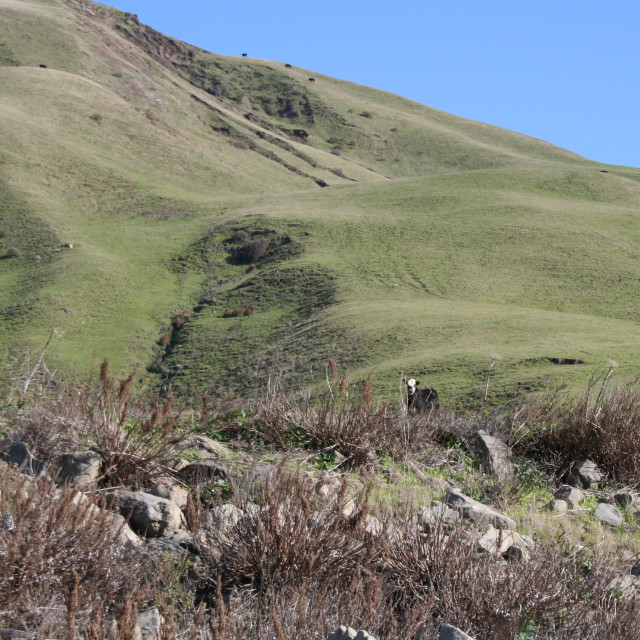 "Rolling mountains into the Lost Coast" stock image