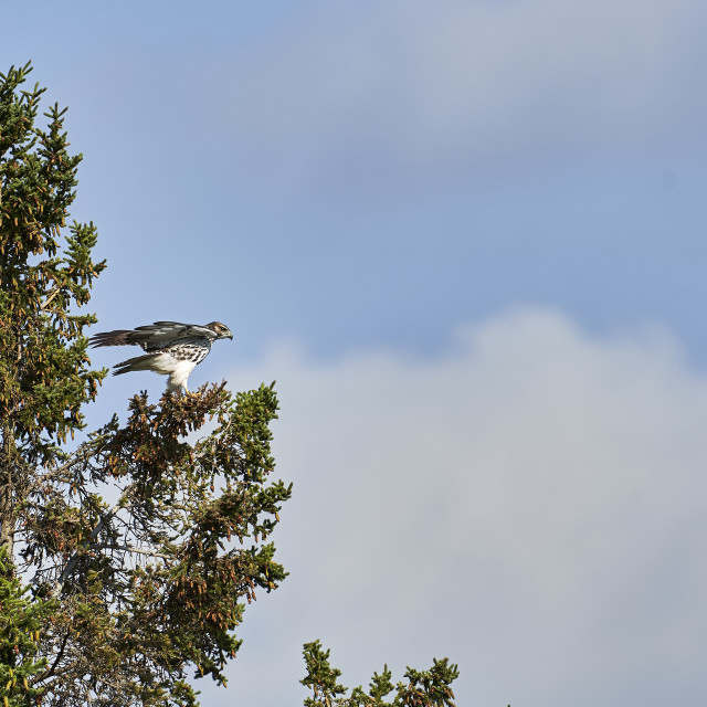 "Osprey getting ready for flight" stock image