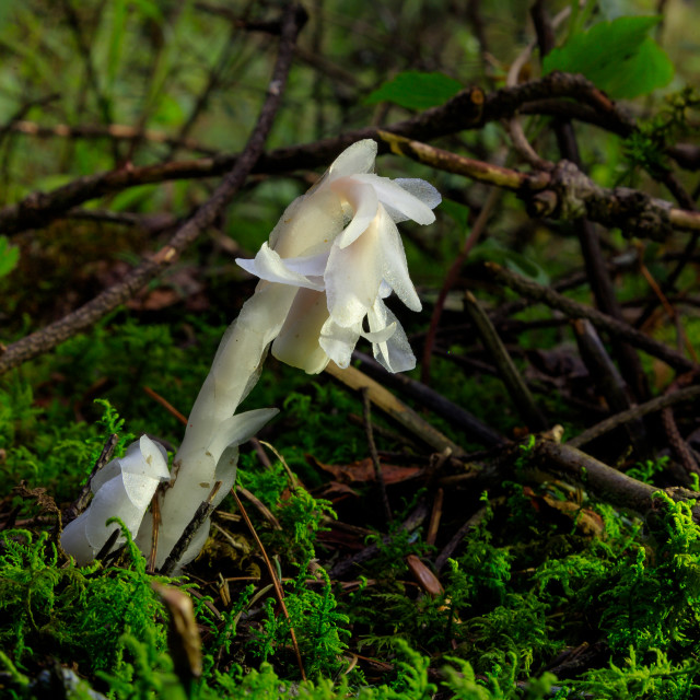 "Monotropa uniflora" by Expvisual Filmmaking and Photography SAS de CV - $9.88 "Monotropa uniflora" stock image