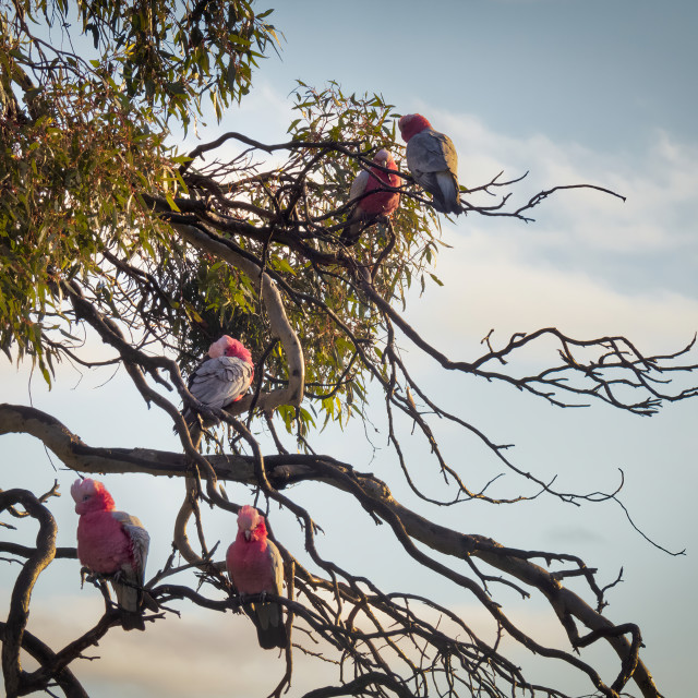 "Pink and Grey Galahs in a Wandoo Tree" stock image