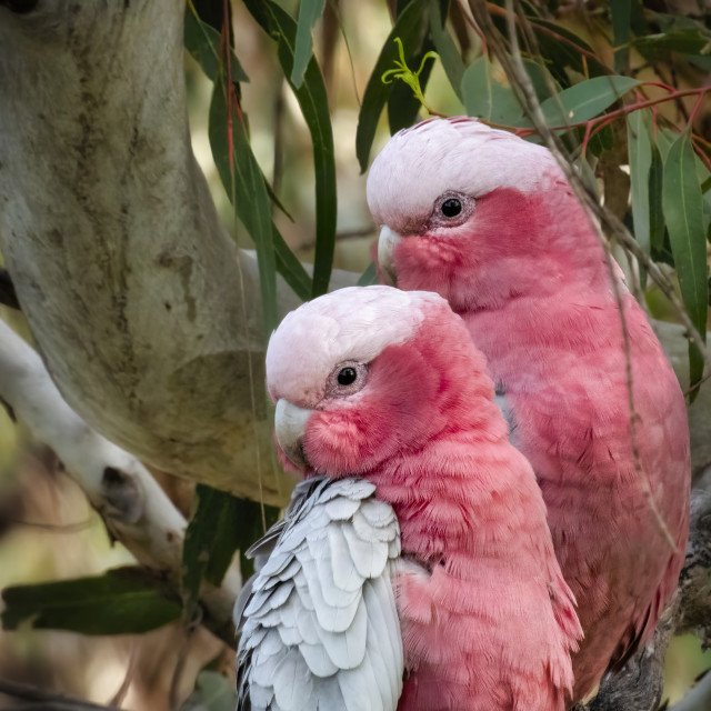 "Pink and Grey Galah Couple" stock image