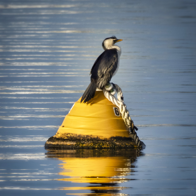 "Cormorant Perched on a Buoy" stock image