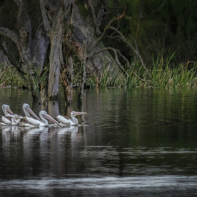"Pelican Squadron" by Sam Blight - $12.69 "Pelican Squadron" stock image