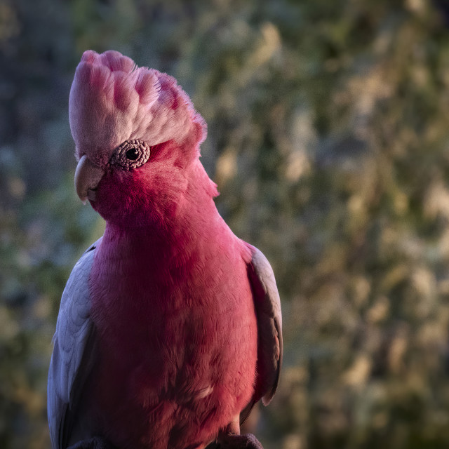 "Galah Portrait" stock image