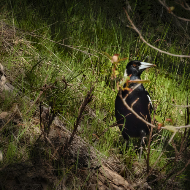 "Australian Magpie in a Patch of Sunset" stock image