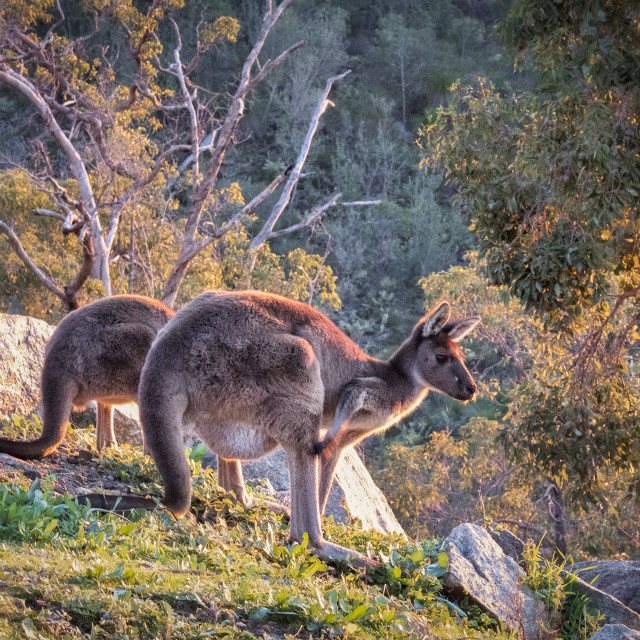 "Sunset Kangaroo" stock image