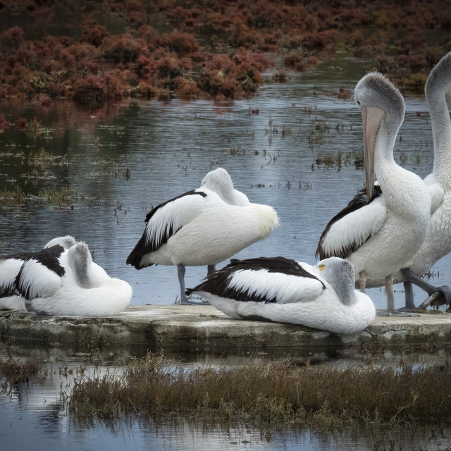 "Roosting Pelicans" stock image