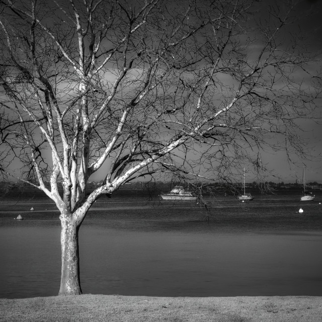 "Tree on the Shore, Matilda Bay" stock image