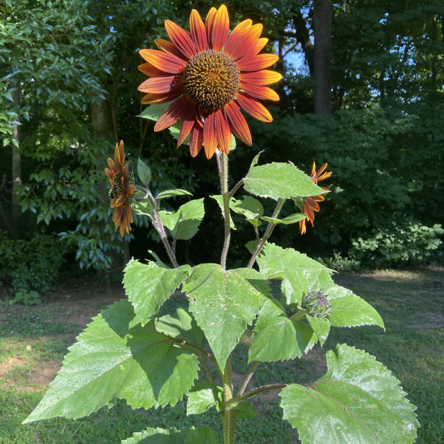 "Sunflower- Greystone, Asheboro,NC" stock image