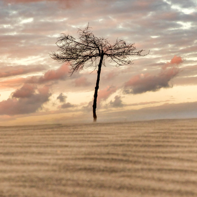 "Tree in Chachalacas Dune" by Expvisual Filmmaking and Photography SAS de CV - $6.27 "Tree in Chachalacas Dune" stock image