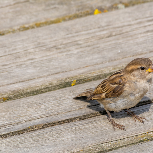 "Sparrow sits on the wooden planks in sunny day" stock image