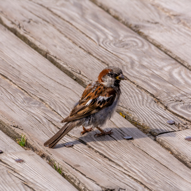 "Sparrow sits on the wooden planks in sunny day" stock image