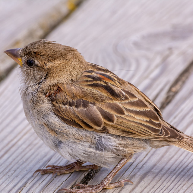 "Sparrow sits on the wooden planks in sunny day" stock image