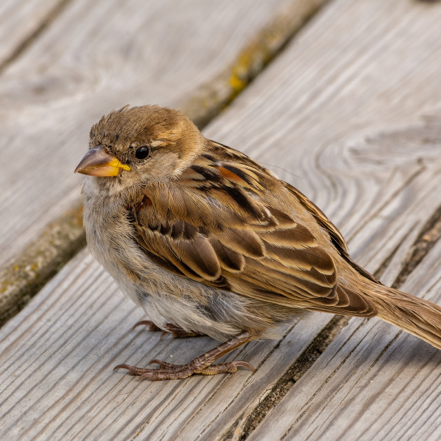 "Sparrow sits on the wooden planks in sunny day" stock image