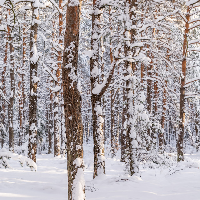 "Pine forest in winter (Poland)" stock image