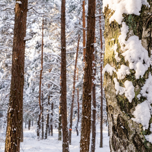 "Pine forest in winter (Poland)" stock image