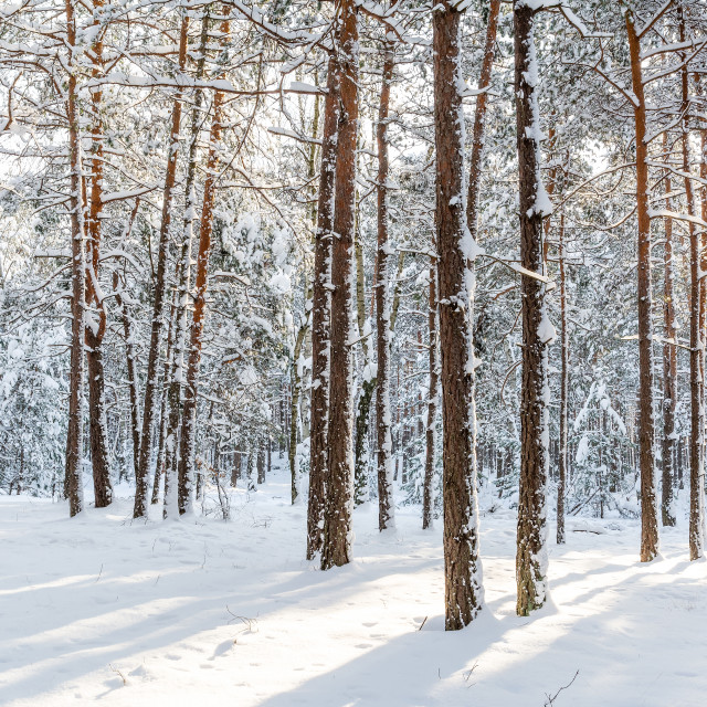 "Pine forest in winter (Poland)" stock image