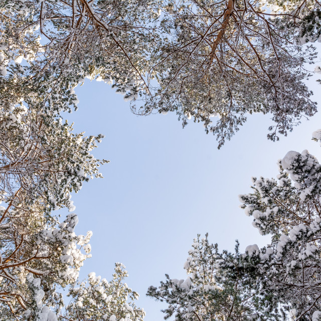 "Pine forest in winter (Poland)" stock image