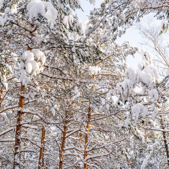 "Pine forest in winter (Poland)" stock image