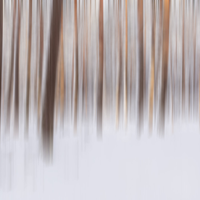 "Pine forest in winter (Poland)" stock image