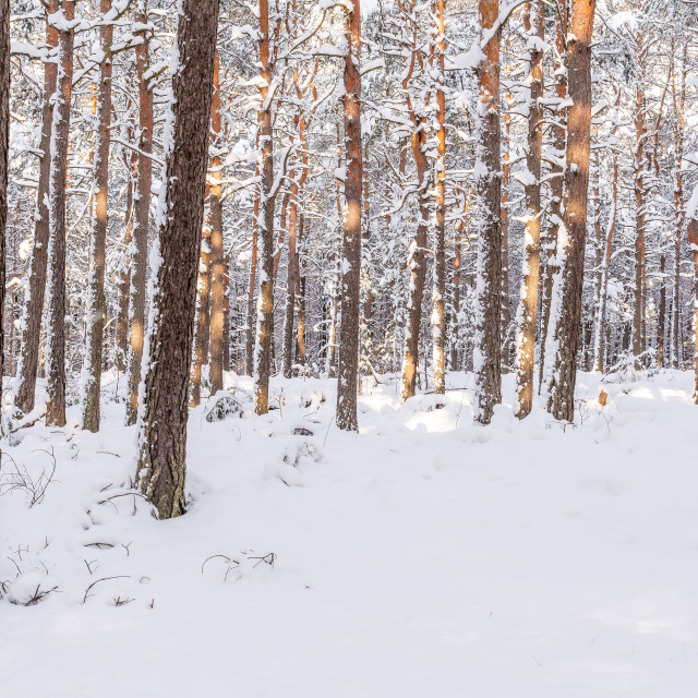 "Pine forest in winter (Poland)" stock image