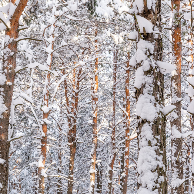 "Pine forest in winter (Poland)" stock image